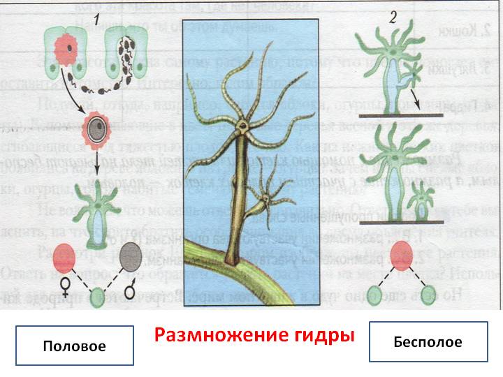 Кракен ссылка тор kraken014 com